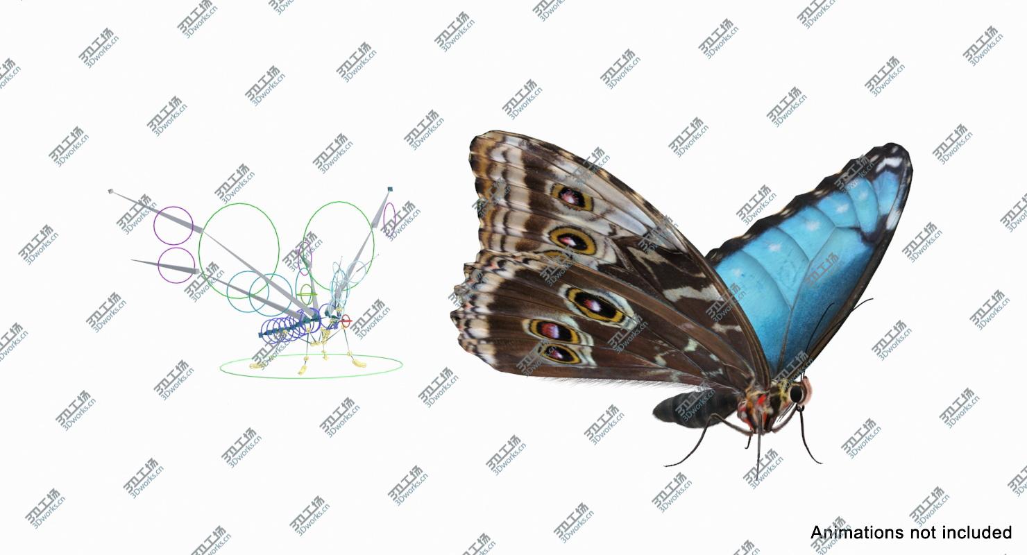 images/goods_img/2021040235/3D Morpho Peleides Butterfly Rigged with Fur/4.jpg